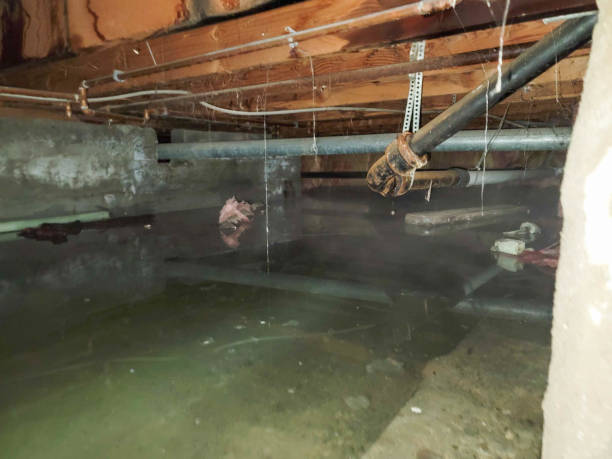 Best Flooded house restoration  in Meadview, AZ
