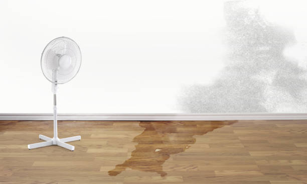 Best Water damage contractors near me  in Meadview, AZ